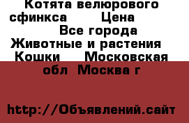 Котята велюрового сфинкса. .. › Цена ­ 15 000 - Все города Животные и растения » Кошки   . Московская обл.,Москва г.